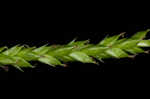 Sharpscale sedge